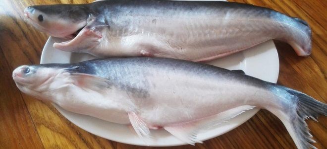 Рыба пангасиус фото и описание где водится польза и вред