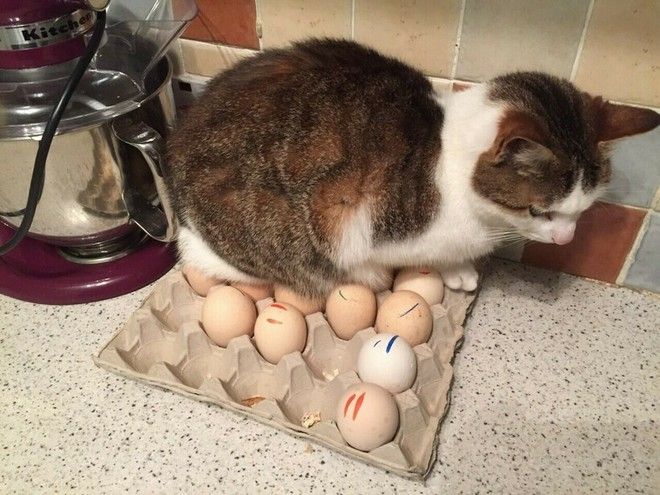 14 яйца