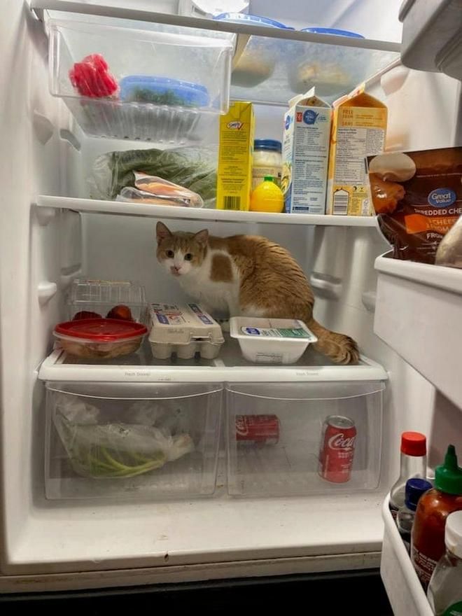 17 холодильник