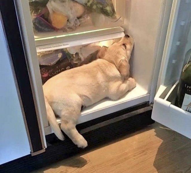 1 холодильник