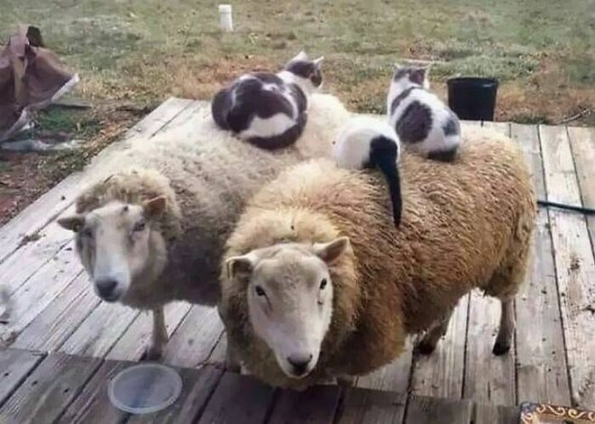 3 овцы