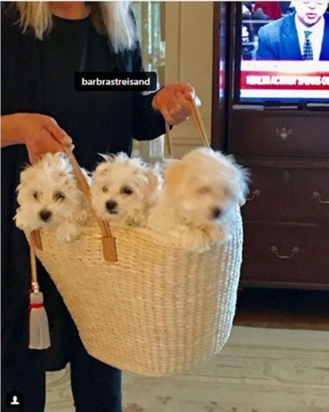 Три собаки актрисы такие маленькие что легко помещаются в сумочке