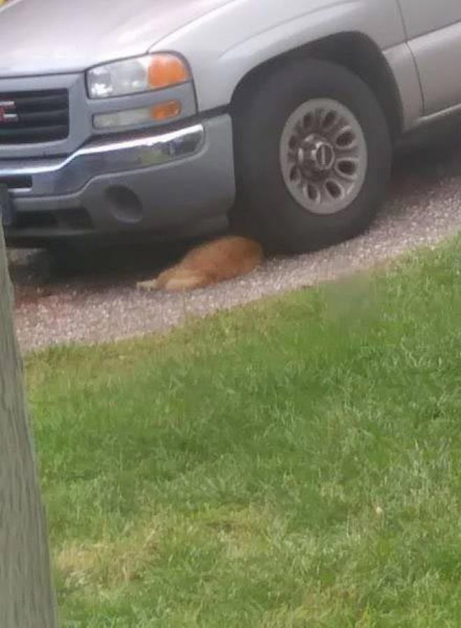 Котик под машиной