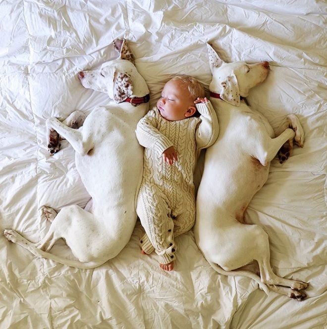 Младенец и две собаки