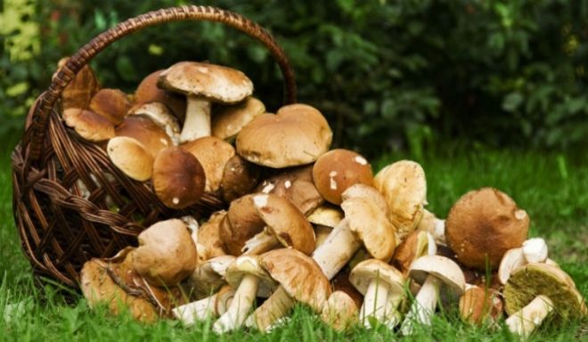 Не ешьте условно-съедобные грибы