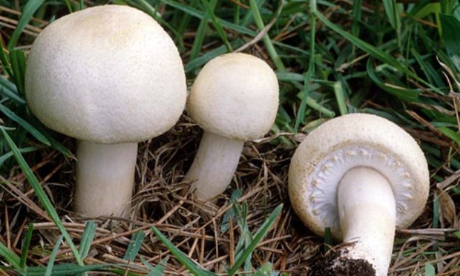Не стоит собирать грибы, если вы не являетесь опытным грибником