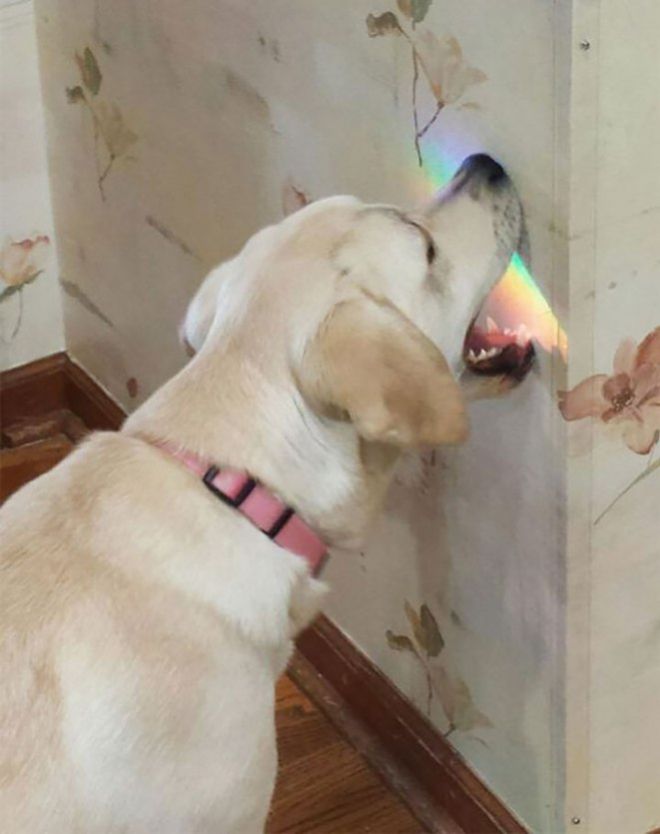 Собака лижет радугу
