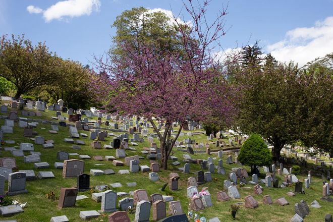 Кладбище и крематорий для собак в США