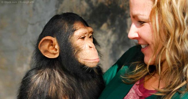 Общение человека с шимпанзе
