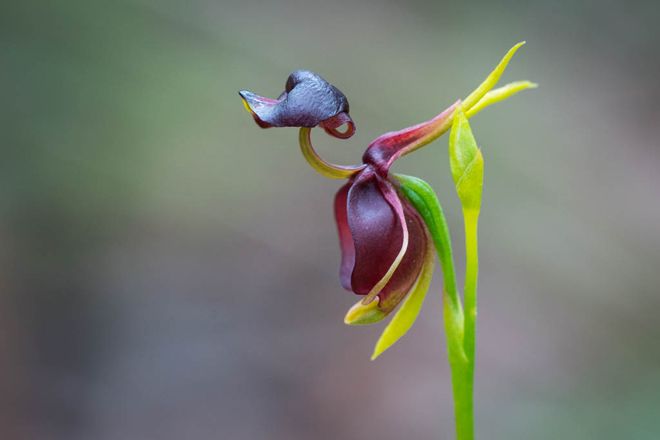 Орхидея Калания