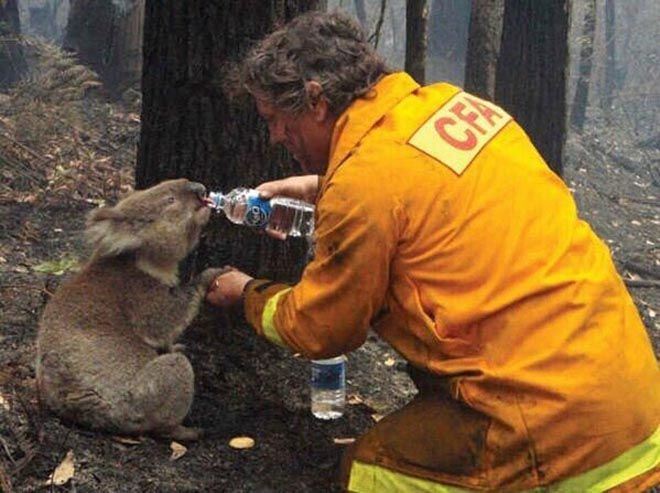 Пожарный поит коалу из бутылочки