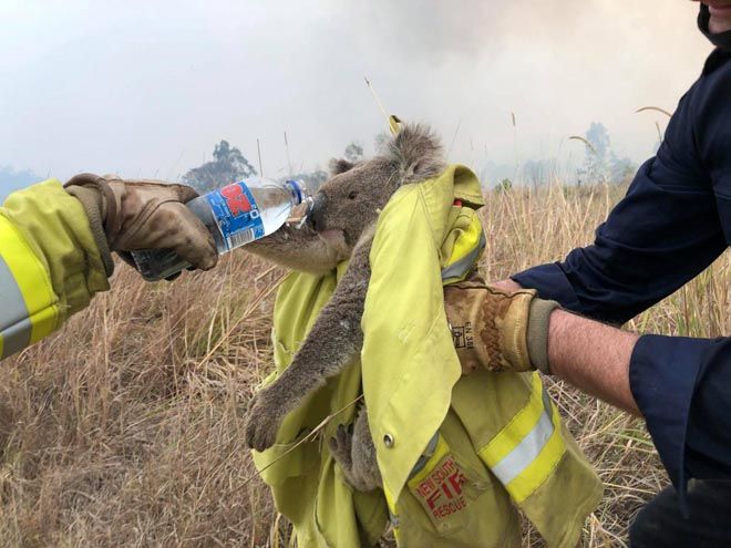 Спасатели поят водой коал