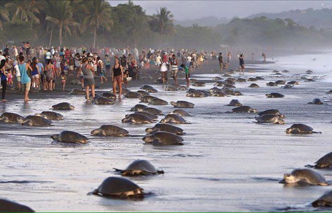 Туристы на пляже Коста-Рики
