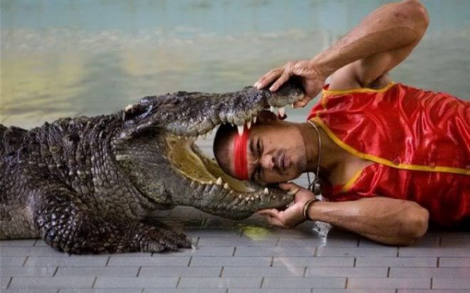 Борец с крокодилами