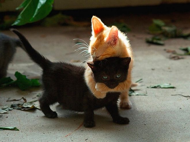 Черный и рыжий котенок