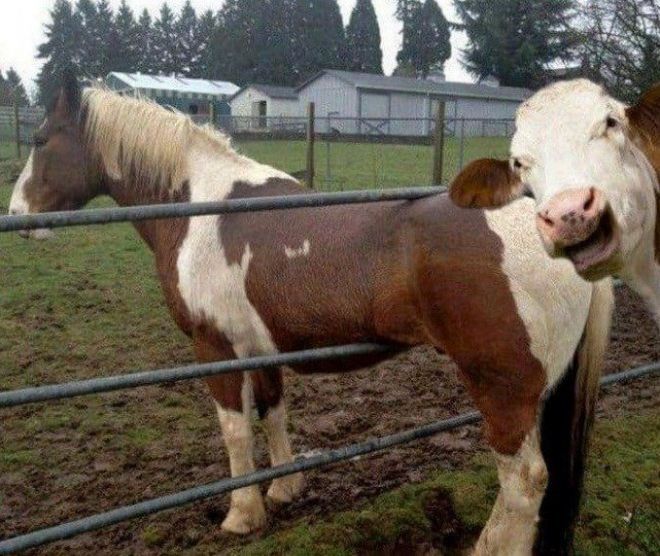 Корова и лошадь