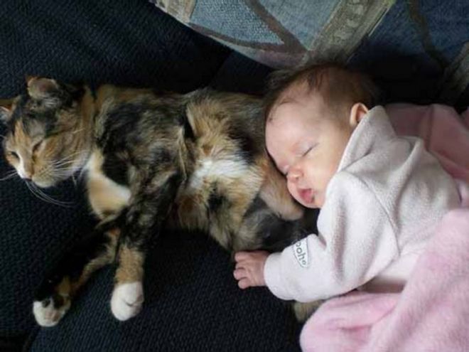 Кошка-подушка