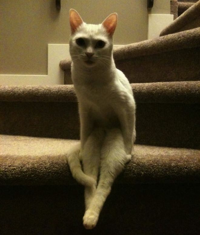 Кошка на лестнице сидит