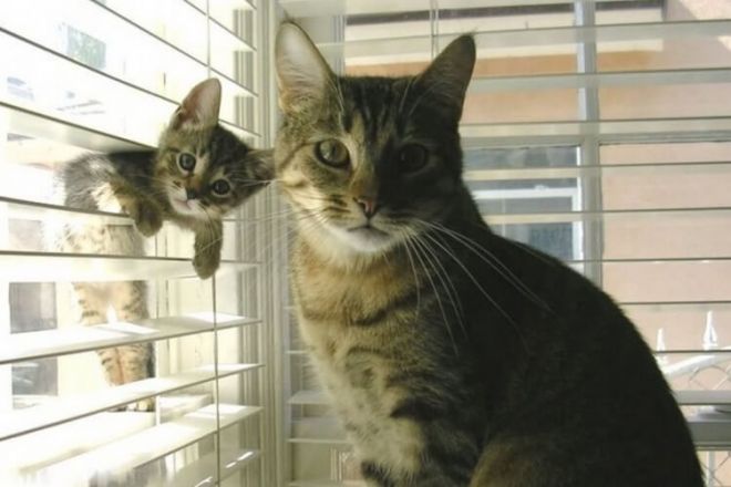 Кошка с котенком