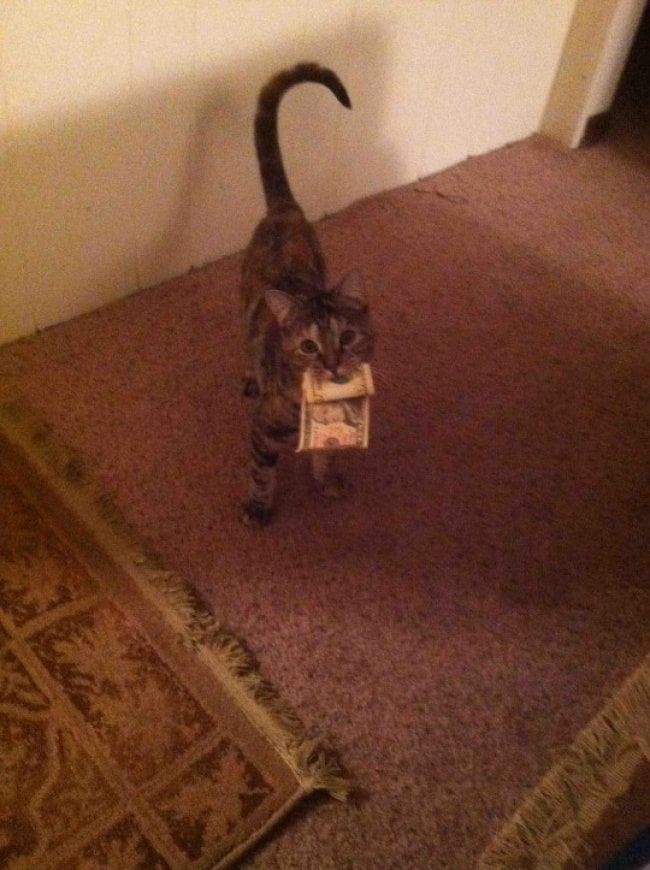 Кот и баксы