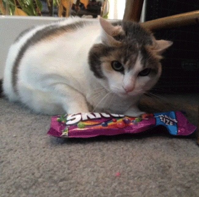 Кот и конфеты
