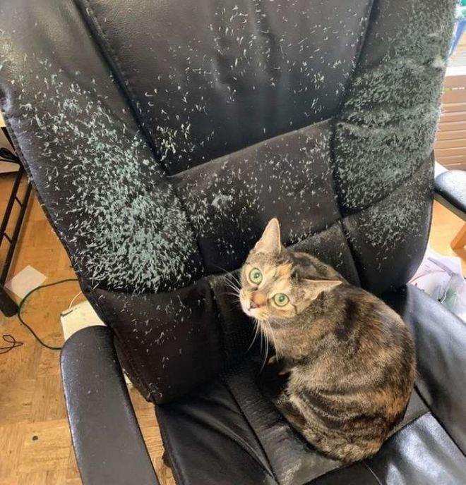 С кресла спрыгнул котенок