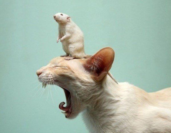 Кот и мыш