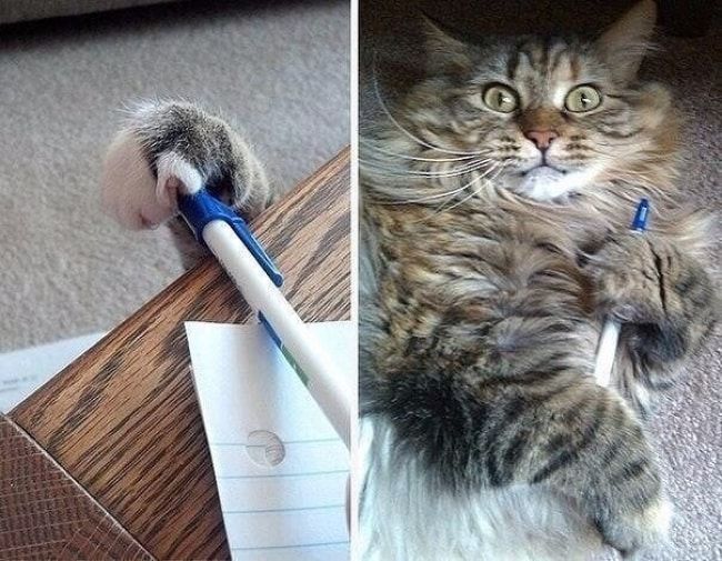 Кот и ручка