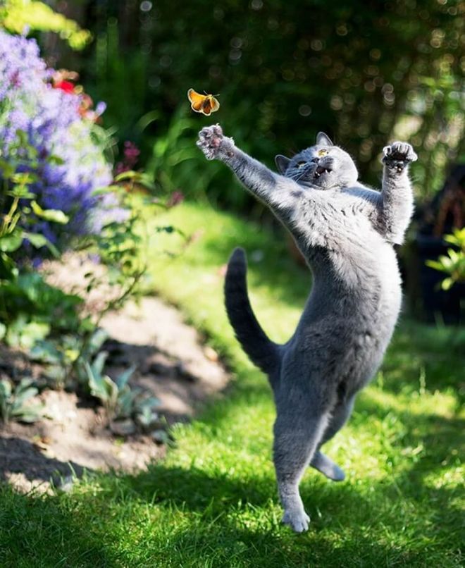 Кот ловит бабочку