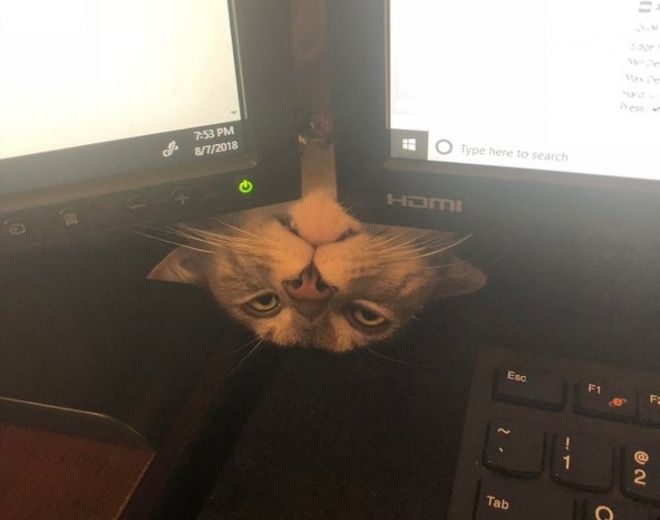 Кот между мониторами