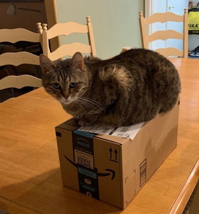 Кот на коробке