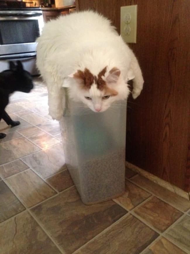 Кот на коробке с едой