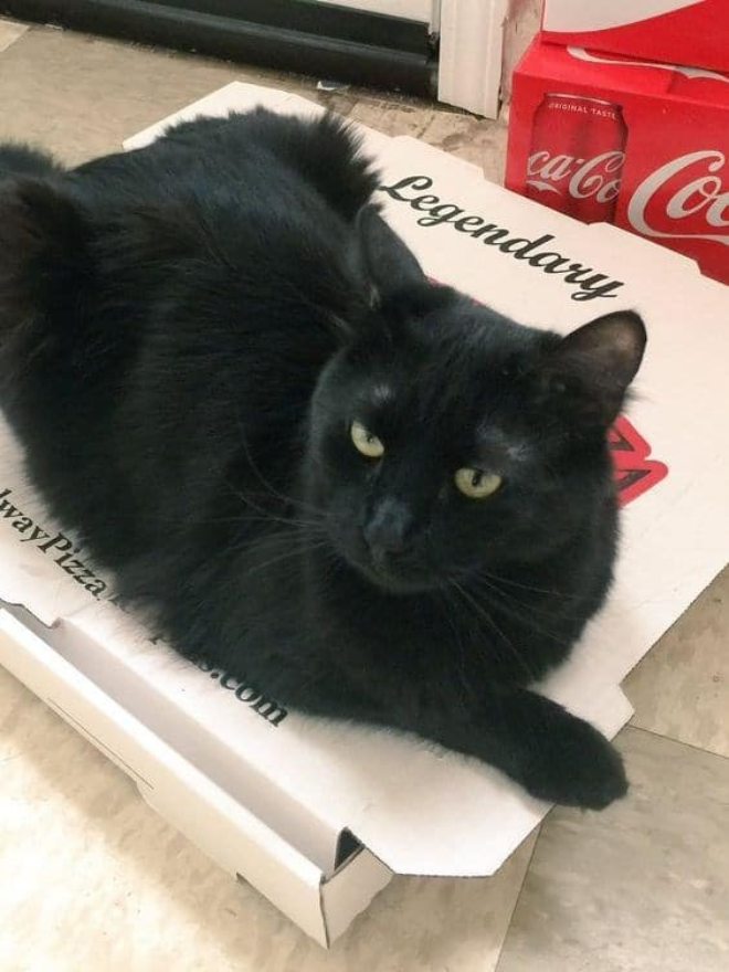 Кот на пицце