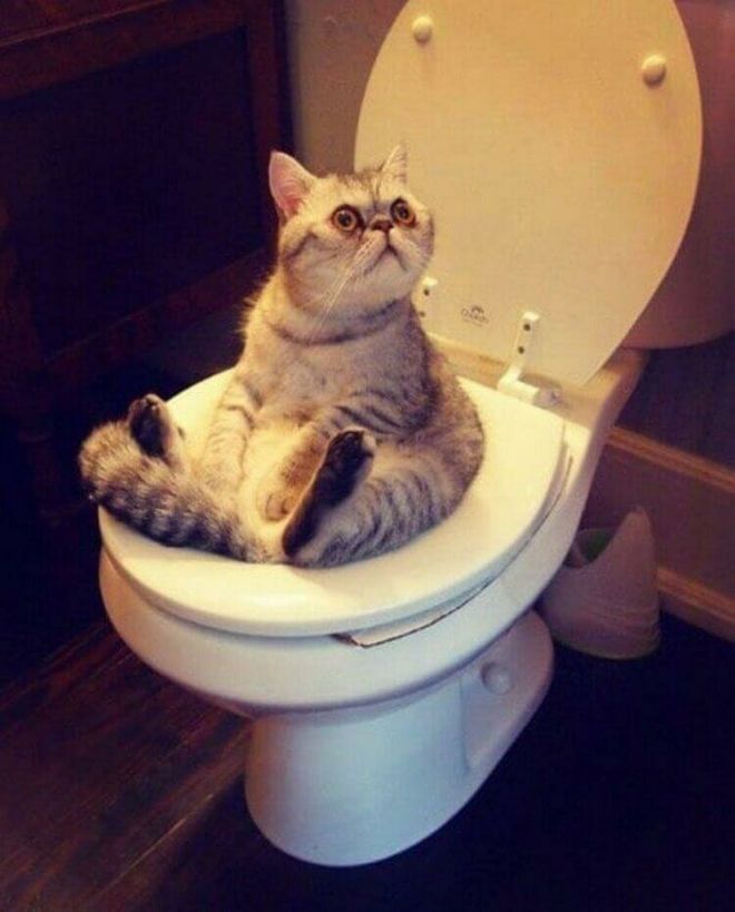 Кот на туалете