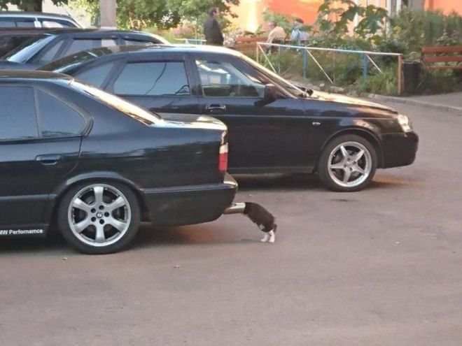Кот около машины