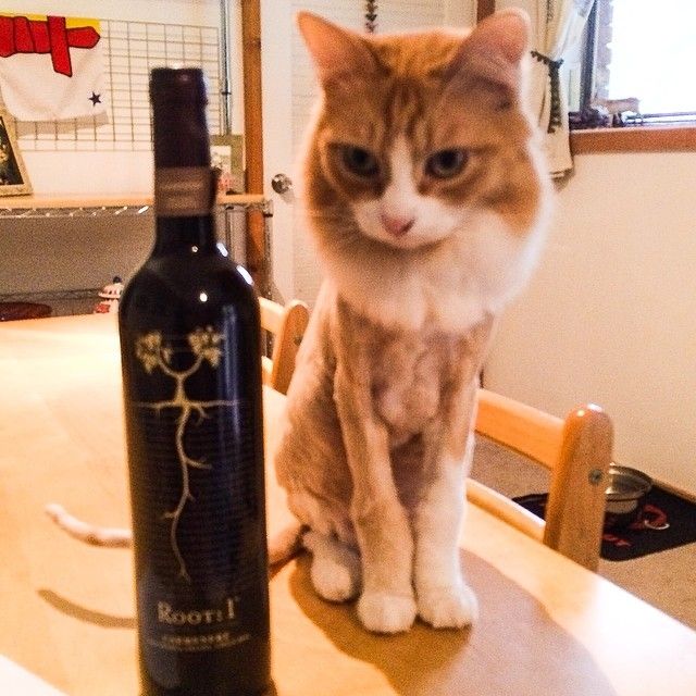 Кот с бутылкой