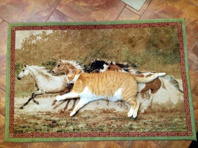 Кот с лошадьми