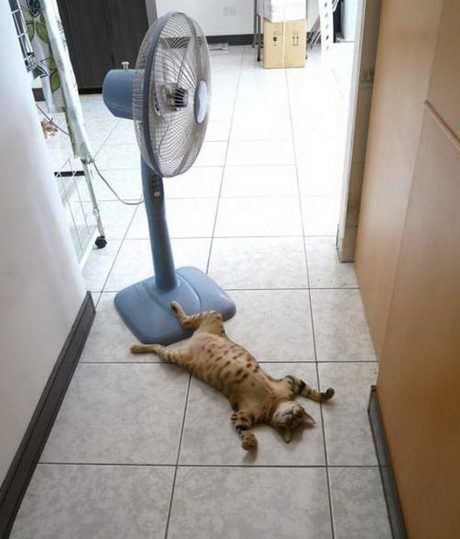 Кот с вентилятором