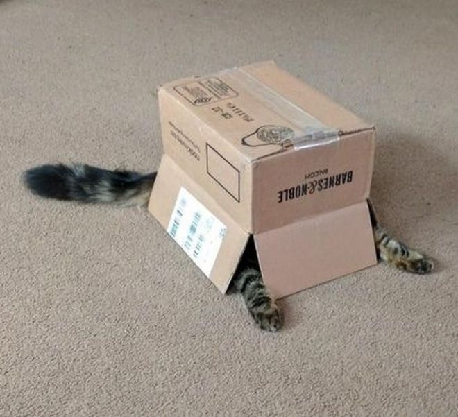 Кот в коробке