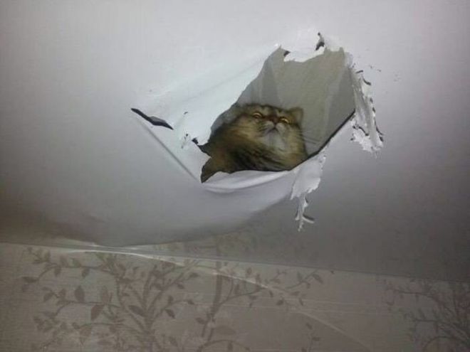 Кот в потолке