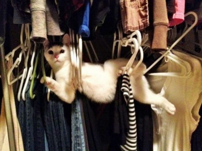 Кот в шкафу