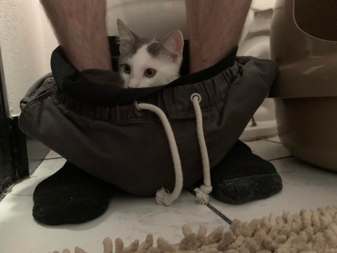 Кот в штанах