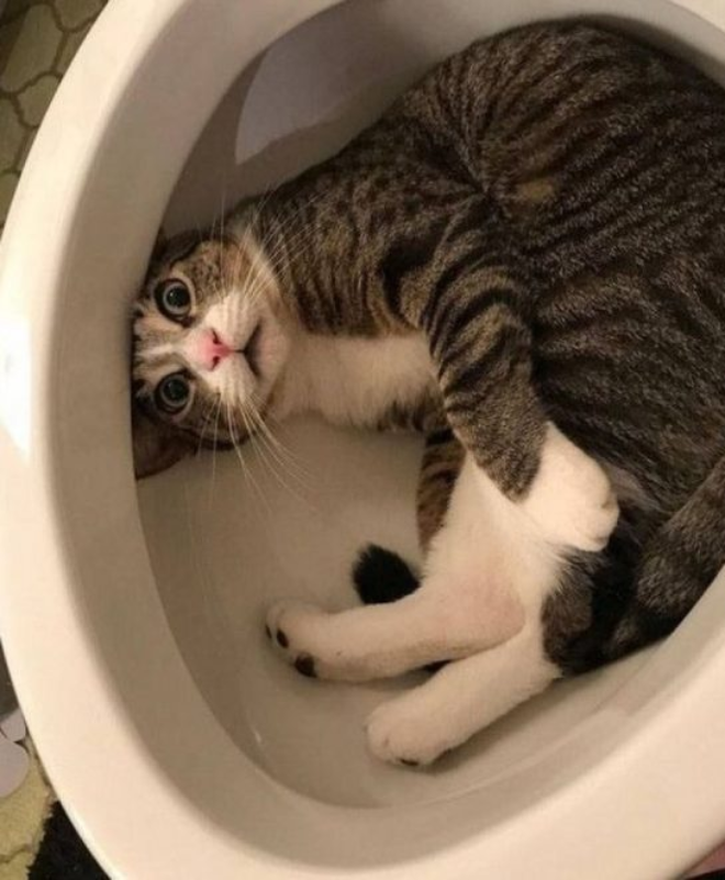 cat in the toilet