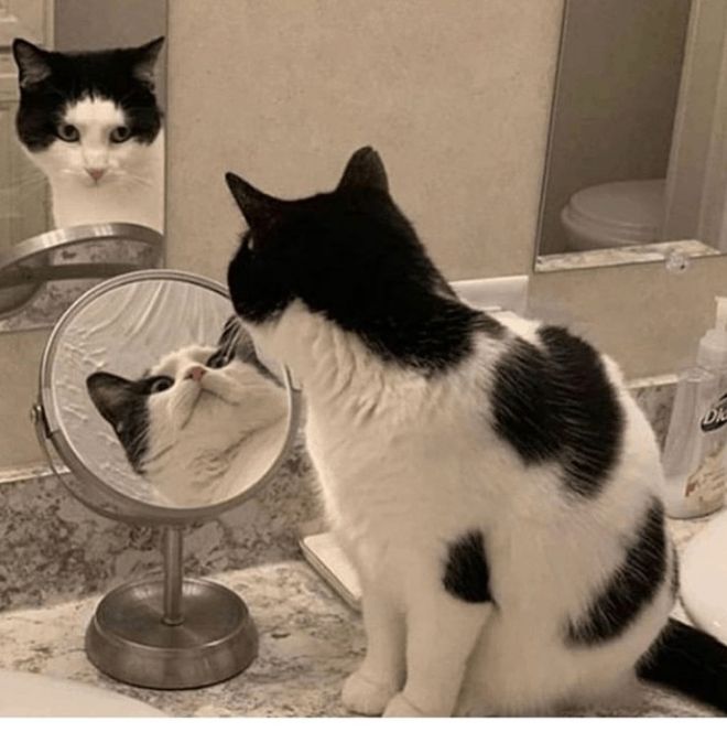 Кот в зеркалах
