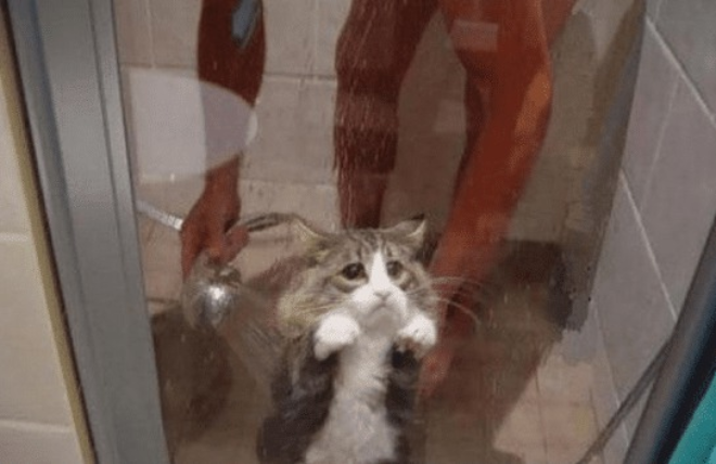 The cat is being washed