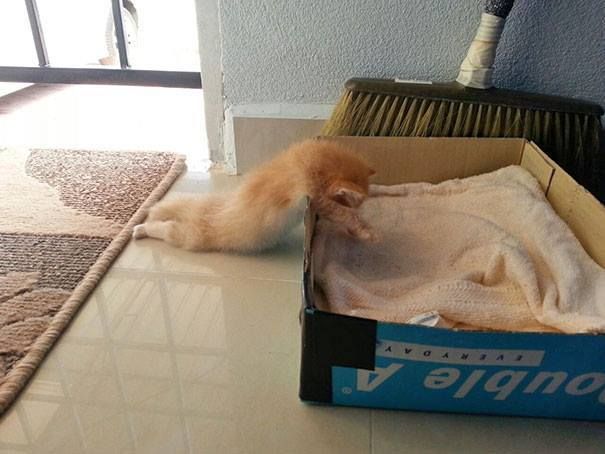 Котенок у коробки