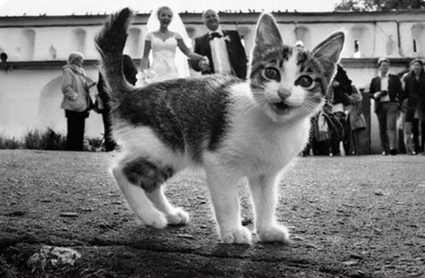 Котик на свадьбе