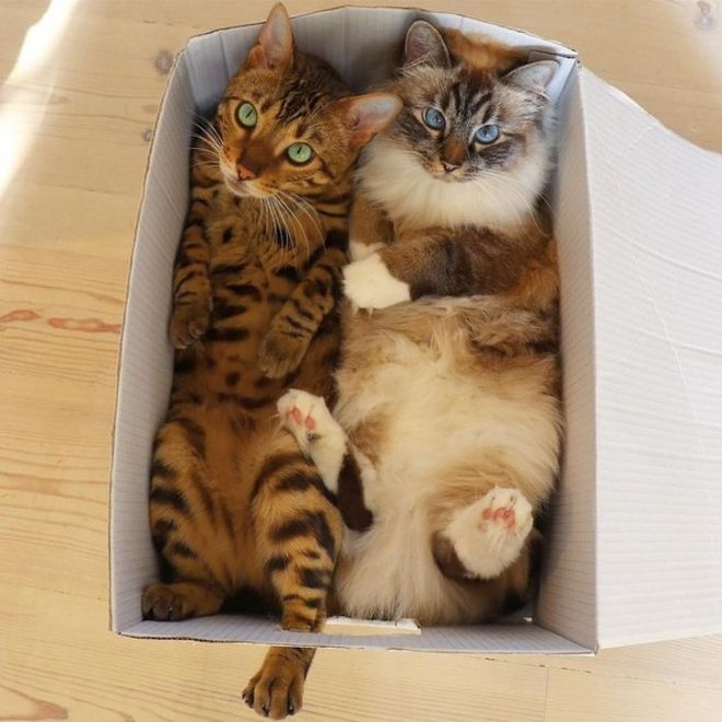 Коты в коробке