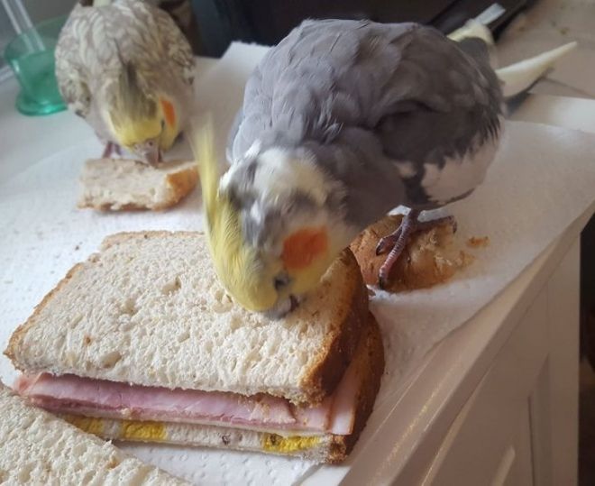 Кусок хлеба и попугай
