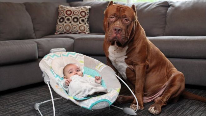 Младенец и рыжая собака